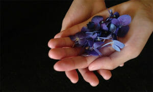 Hands with violets